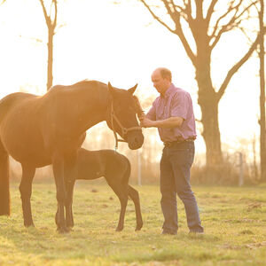 Deckschein | Besamungsschein | Pferdezucht | Hannoveraner Verband | Foto: Fellner
