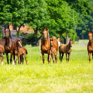 Pferdeherde | Pferdezucht | Hannoveraner Verband | Foto: Fellner