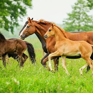 Pferdeherde | Pferdezucht | Hannoveraner Verband | Foto: Fellner