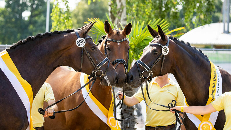 Herwart von der Decken-Schau | Stutenschau | Pferdezucht | Hannoveraner Verband | Foto: Fellner