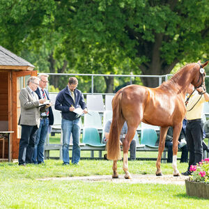 Stutbuchaufnahme einer Stute | Pferdezucht | Hannoveraner Verband | Foto: Fellner