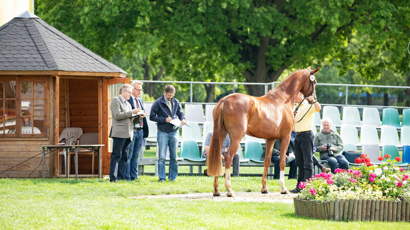 Stutbuchaufnahme einer Stute | Pferdezucht | Hannoveraner Verband | Foto: Fellner