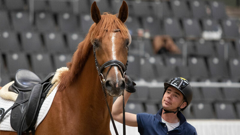 Reitpferde | Verdener Auktion | Hannoveraner Verband | Foto: Fellner