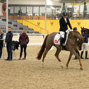 Zuchtstutenprüfung | Pferdezucht | Hannoveraner Verband | Foto: Fellner