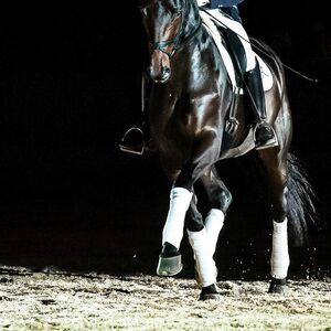 Verdener Auktion | Hannoveraner Verband | Foto: Fellner